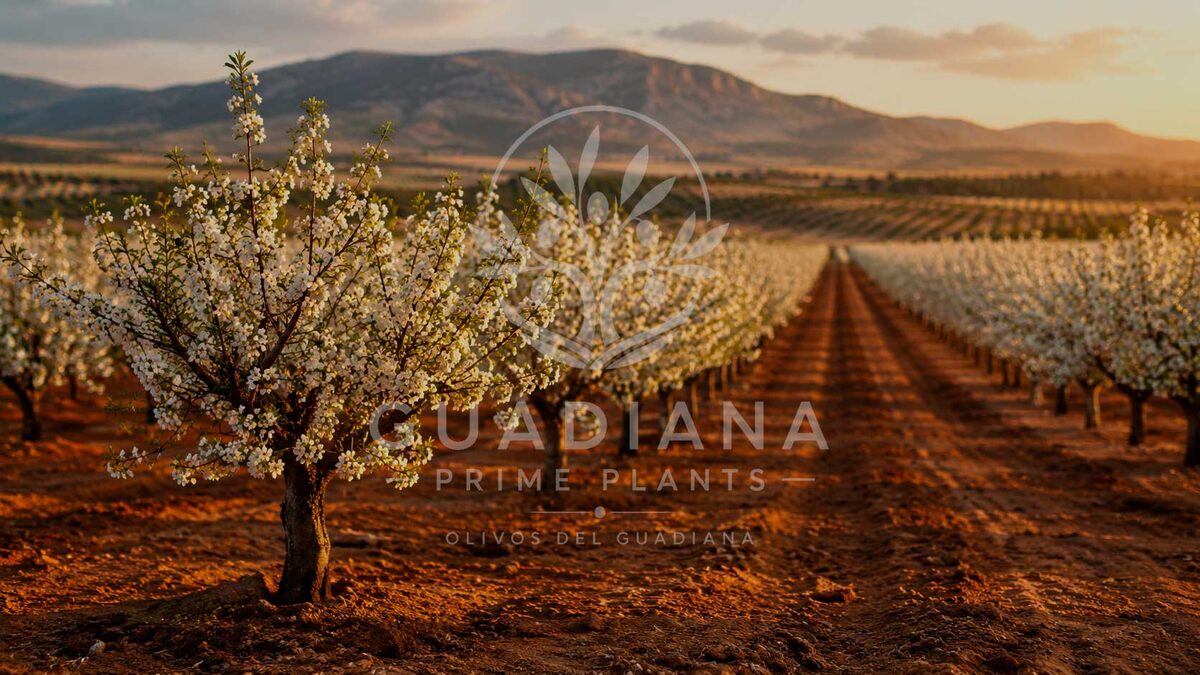 Planta de almendro