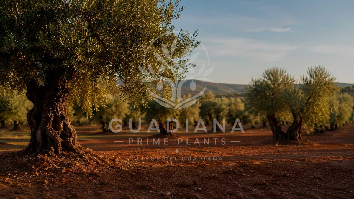 Planta de olivo