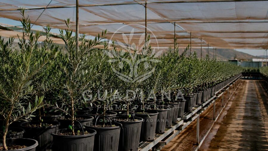 Cultivo de olivo en el vivero de Guadiana Prime Plants