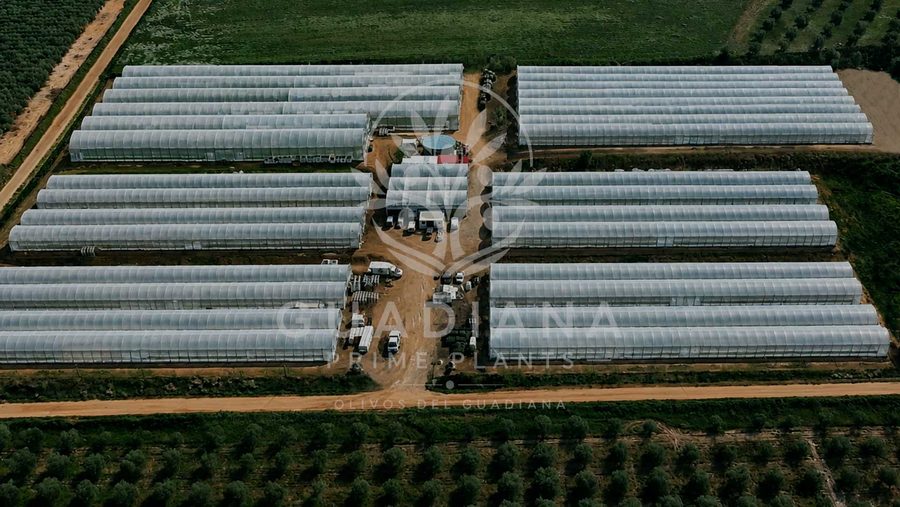 Vista aérea de las instalaciones del vivero Guadiana Prime Plants